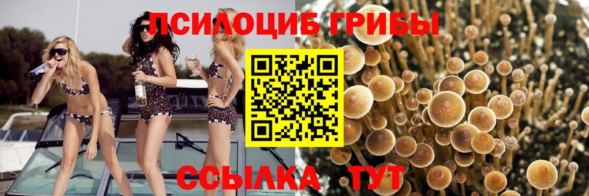 Псилоцибиновые грибы Cubensis Аргун